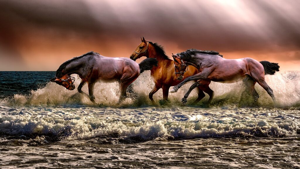 découvrez l'univers équestre : passion, dressage, soins des chevaux et événements hippiques pour les amateurs et professionnels.