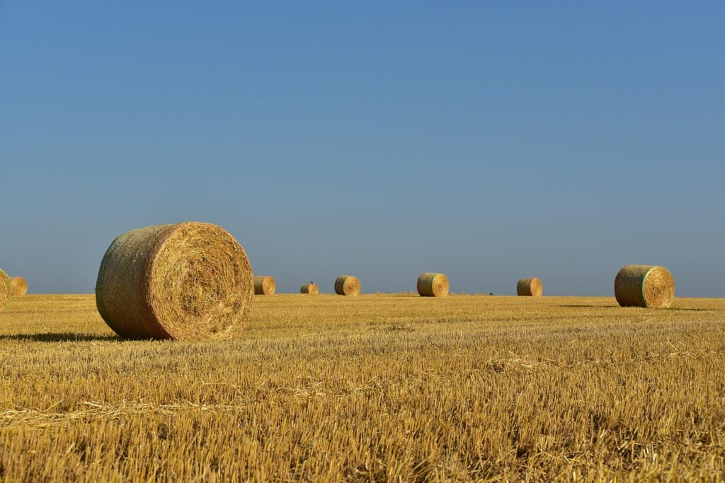 Poney mangeant du foin - alimentation equilibree du poney