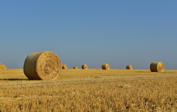 Poney mangeant du foin - alimentation equilibree du poney