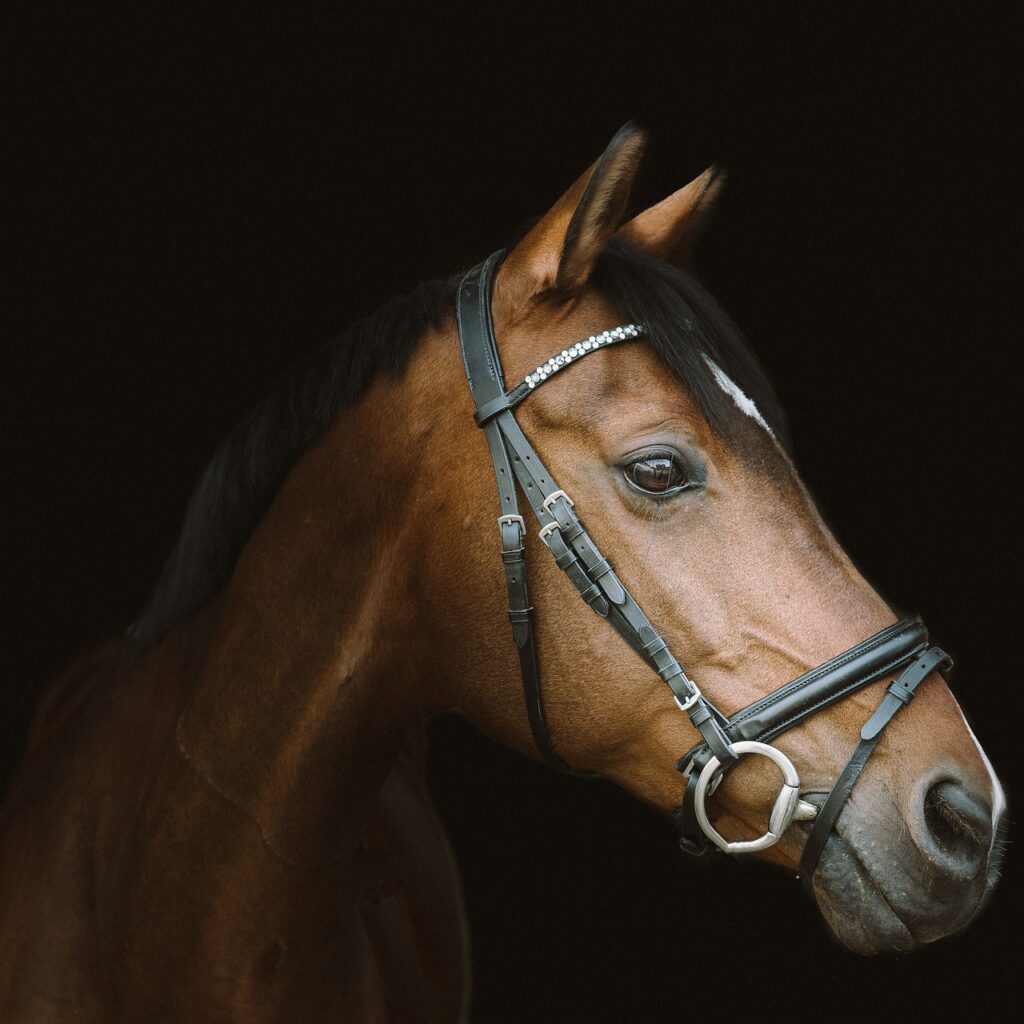 Selle de poney bien ajustee - guide pour choisir la bonne selle