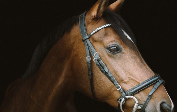 Selle de poney bien ajustee - guide pour choisir la bonne selle