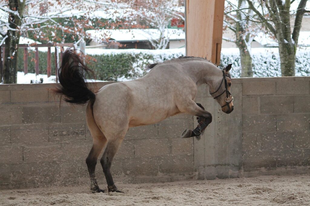 Poney en plein saut d'obstacles lors d'un concours equestre