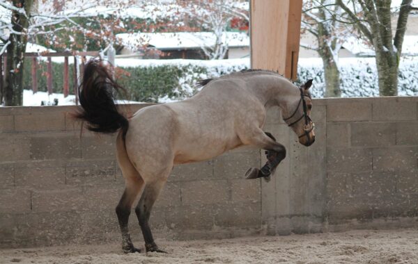Poney en plein saut d'obstacles lors d'un concours equestre