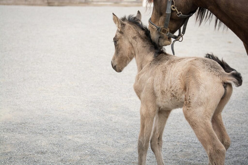 Enfant approchant un poney calmement - regles de securite