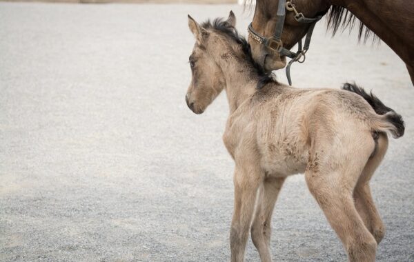 Enfant approchant un poney calmement - regles de securite