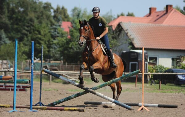 Cavalier en plein saut d'obstacles lors d'un tournoi equestre - competition de jumping