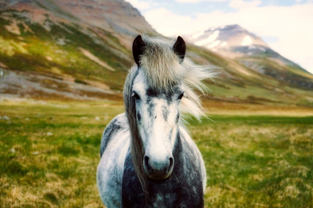 découvrez l'univers charmant des poneys : leurs caractéristiques, soins essentiels et conseils pour les amateurs et passionnés.