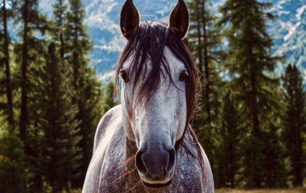 découvrez les meilleures techniques de toilettage pour chevaux afin de garantir leur santé, leur confort et leur beauté au quotidien.
