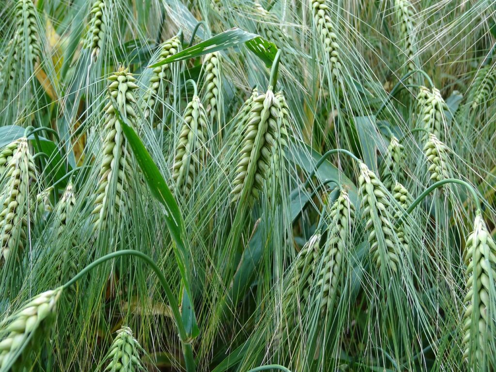 découvrez les bienfaits de l'orge pour les chevaux, une céréale nutritive idéale pour leur alimentation équilibrée et leur performance.