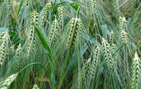 découvrez les bienfaits de l'orge pour les chevaux, une céréale nutritive idéale pour leur alimentation équilibrée et leur performance.