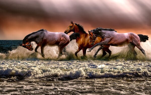 découvrez tout l'univers équestre, des conseils pour cavaliers aux équipements de qualité, pour vivre pleinement votre passion du cheval.