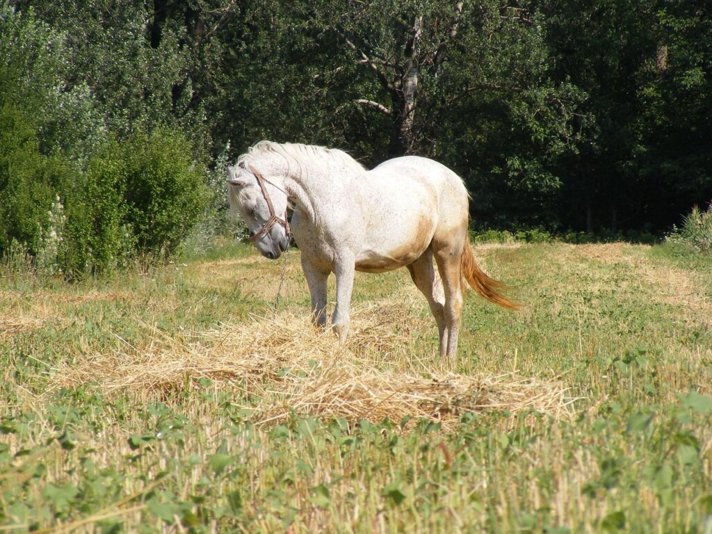 découvrez les champions équestres, des cavaliers d'exception et leurs performances remarquables dans le monde de l'équitation.