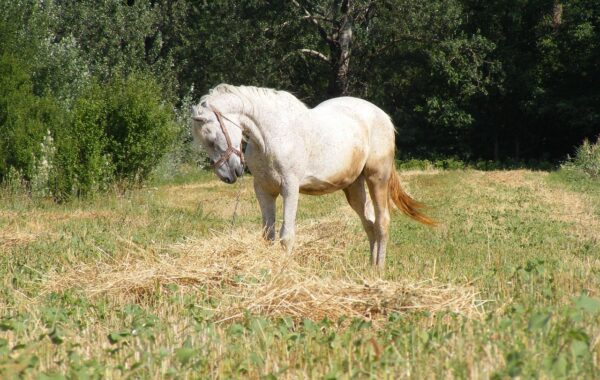 découvrez les champions équestres, des cavaliers d'exception et leurs performances remarquables dans le monde de l'équitation.