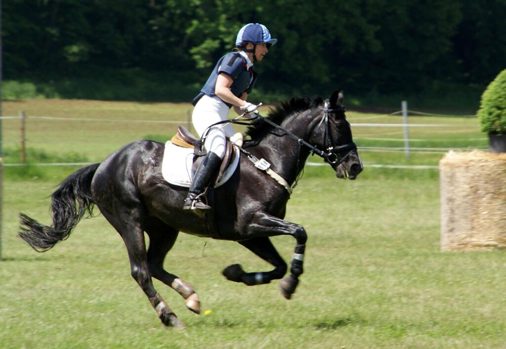 découvrez toutes les compétitions équestres, des événements locaux aux championnats internationaux, pour passionnés et cavaliers de tous niveaux.