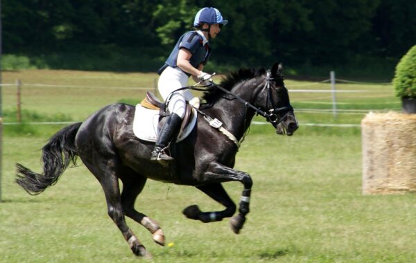 découvrez toutes les compétitions équestres, des événements locaux aux championnats internationaux, pour passionnés et cavaliers de tous niveaux.