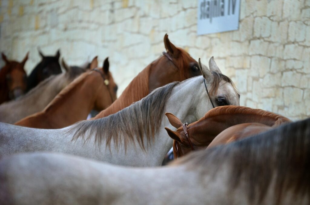 découvrez les techniques et protocoles de l'anesthésie équine pour assurer la sécurité et le confort des chevaux lors des interventions vétérinaires.
