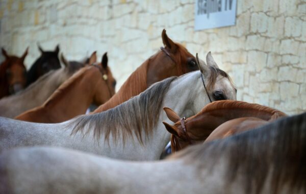 découvrez les techniques et protocoles de l'anesthésie équine pour assurer la sécurité et le confort des chevaux lors des interventions vétérinaires.