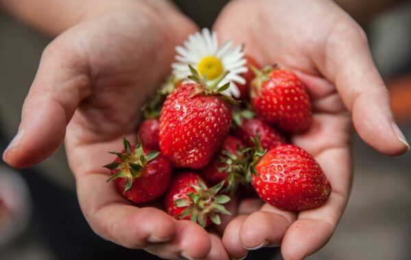 découvrez nos conseils et recettes pour une alimentation saine, équilibrée et savoureuse afin d'améliorer votre bien-être au quotidien.