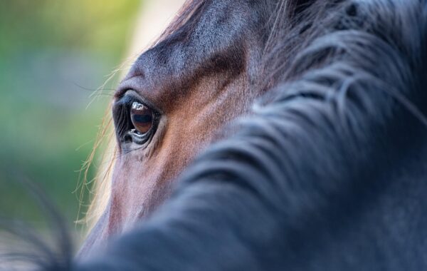 découvrez les allures du cheval, leurs caractéristiques et comment les reconnaître pour mieux comprendre et apprécier l'équitation.