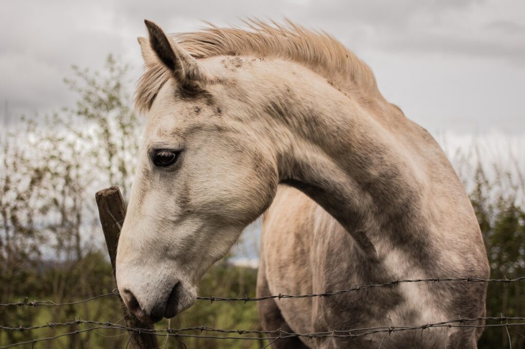 découvrez tout sur les entraves pour chevaux, leur utilisation, leurs avantages et conseils pour assurer le confort et la sécurité de votre cheval.