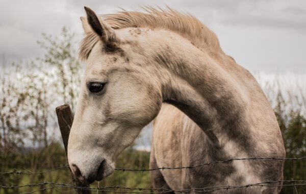 découvrez tout sur les entraves pour chevaux, leur utilisation, leurs avantages et conseils pour assurer le confort et la sécurité de votre cheval.