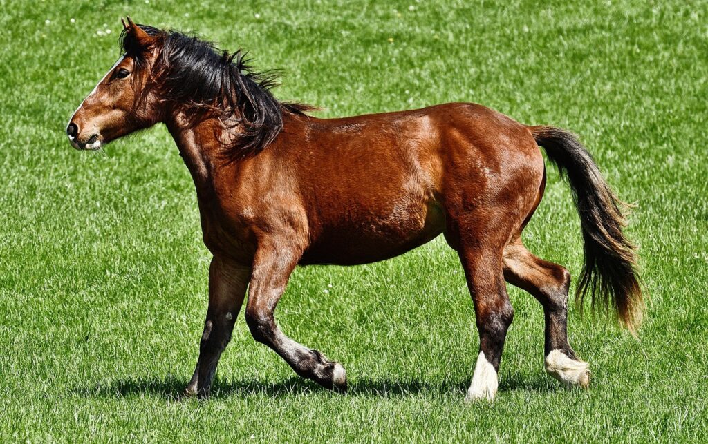 conseils essentiels pour le soin des sabots de cheval afin de garantir santé et performance optimale.