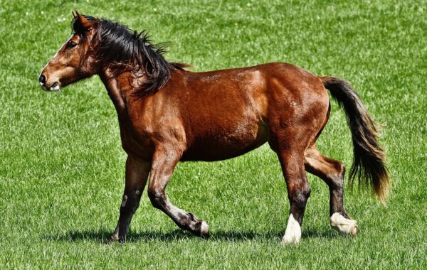 conseils essentiels pour le soin des sabots de cheval afin de garantir santé et performance optimale.