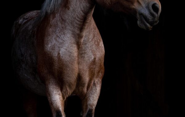 conseils et techniques pour le soin des tendons de cheval afin de prévenir les blessures et favoriser une récupération optimale.