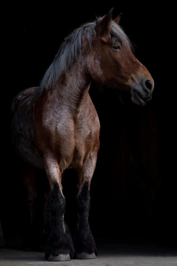 conseils et techniques pour le soin des tendons de cheval afin de prévenir les blessures et favoriser une récupération optimale.