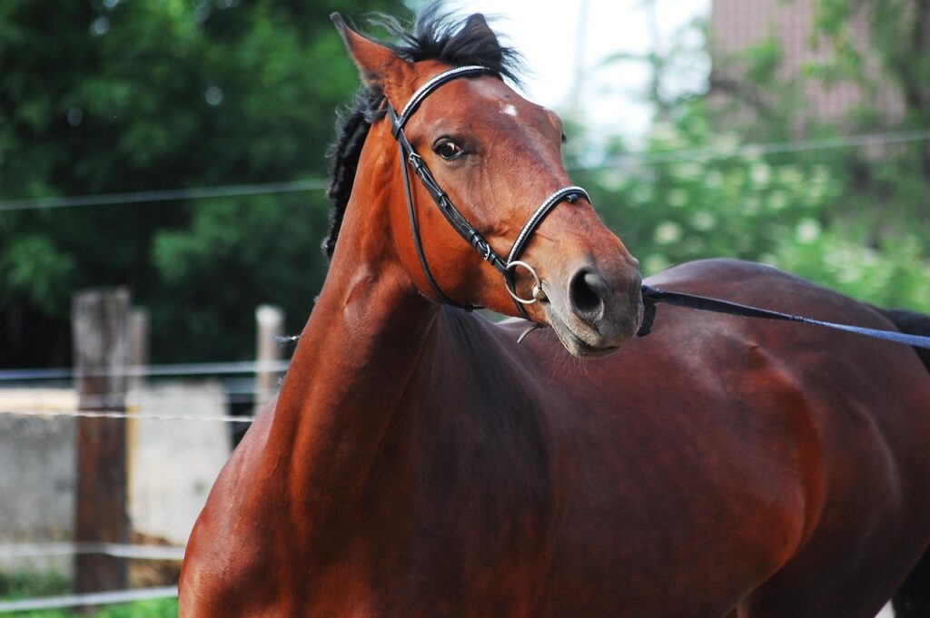 découvrez nos méthodes efficaces et adaptées pour le dressage des chevaux, alliant bien-être et performance pour un entraînement optimal.