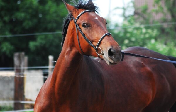 découvrez nos méthodes efficaces et adaptées pour le dressage des chevaux, alliant bien-être et performance pour un entraînement optimal.