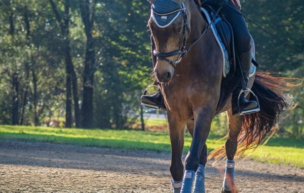 découvrez les joies de l'équitation : des balades à cheval pour tous les niveaux, en pleine nature ou en centre équestre.