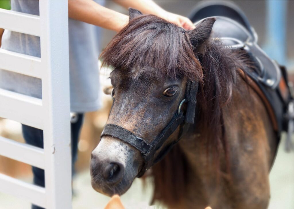 découvrez tout sur le mini cheval, une race miniature adorable et attachante, parfaite pour les passionnés de chevaux et les familles.
