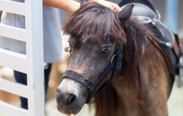 découvrez tout sur le mini cheval, une race miniature adorable et attachante, parfaite pour les passionnés de chevaux et les familles.