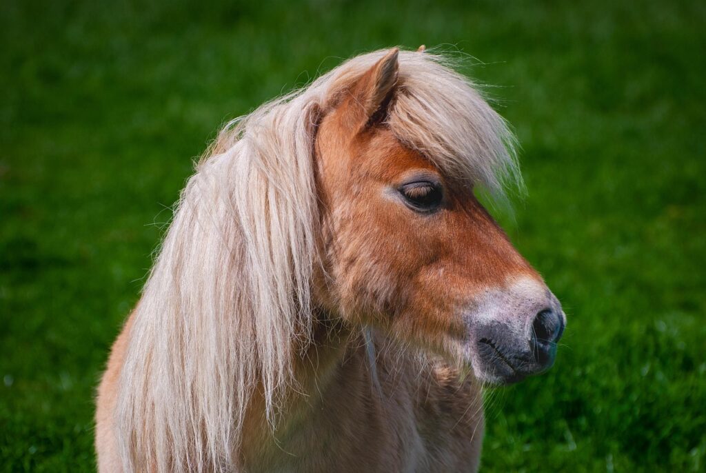 découvrez les différences entre les poneys et les chevaux : caractéristiques, tailles, comportements et utilisations pour mieux les comprendre.