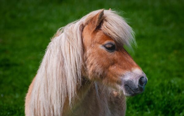 découvrez les différences entre les poneys et les chevaux : caractéristiques, tailles, comportements et utilisations pour mieux les comprendre.
