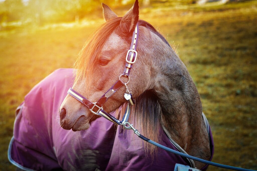 découvrez notre couverture pour poney, conçue pour offrir confort et protection à votre compagnon lors de ses sorties en plein air.