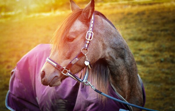 découvrez notre couverture pour poney, conçue pour offrir confort et protection à votre compagnon lors de ses sorties en plein air.