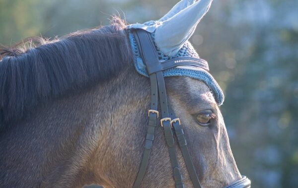 découvrez notre bride pour poney, conçue pour assurer confort et contrôle optimal lors de vos balades équestres.