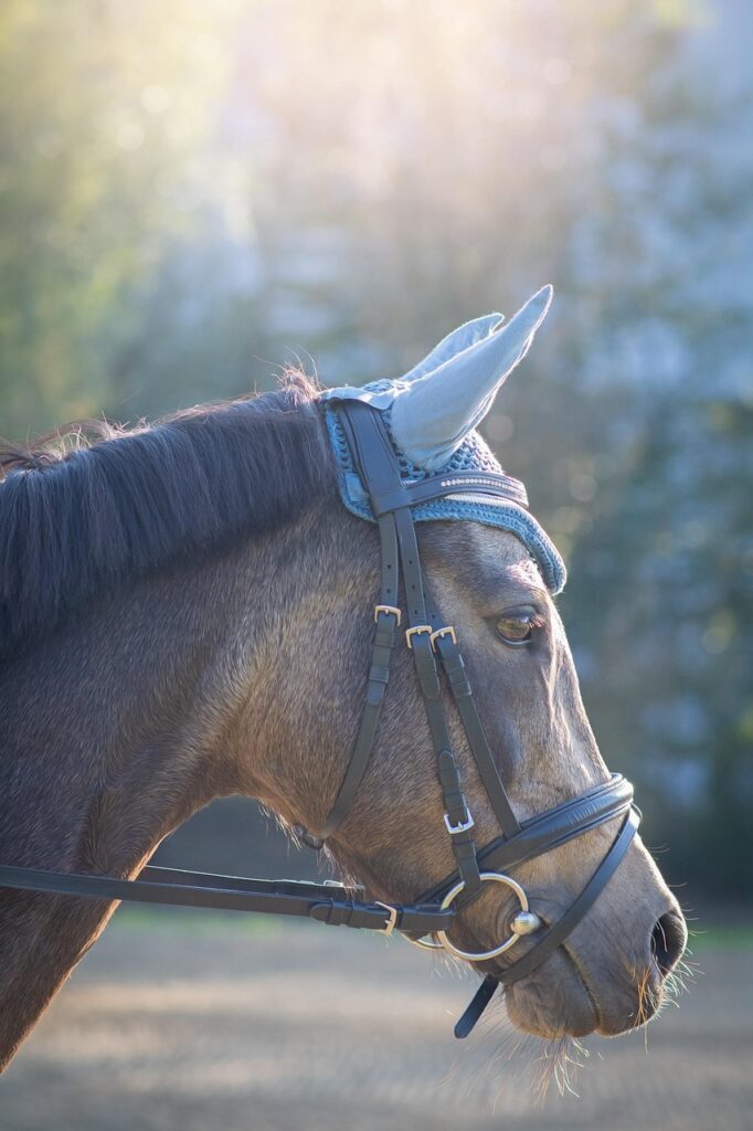 découvrez notre bride pour poney, conçue pour assurer confort et contrôle optimal lors de vos balades équestres.