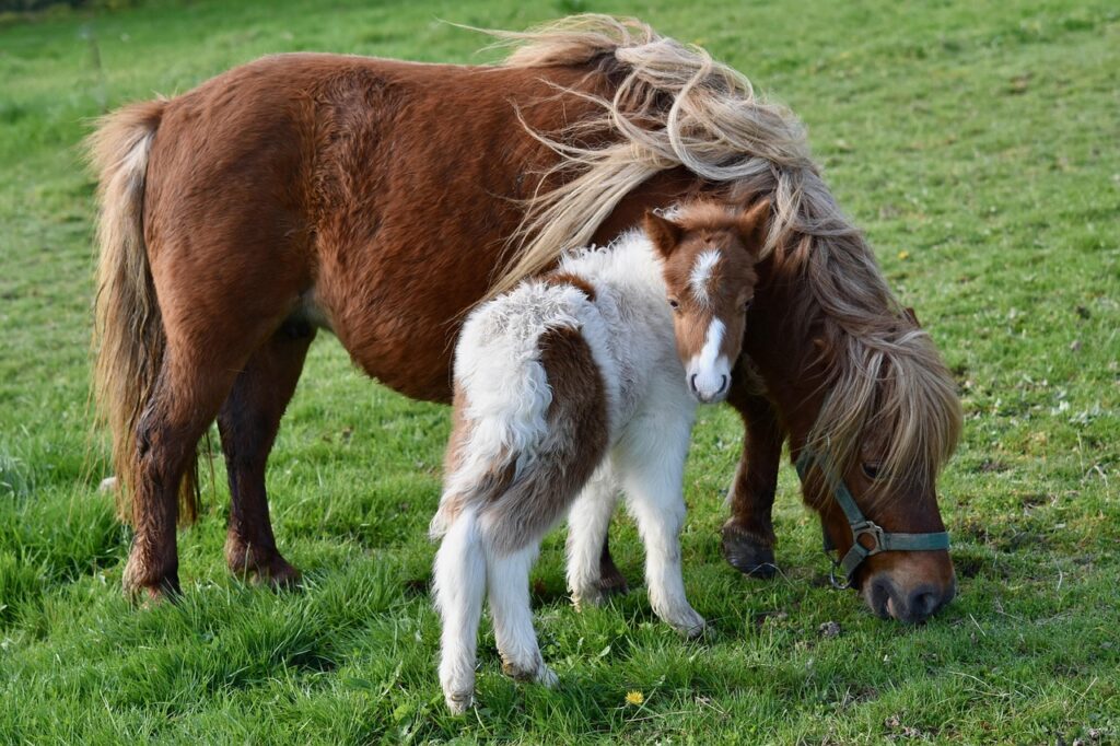 découvrez le coût d'achat d'un poney, incluant les prix moyens, les facteurs influençant le prix et des conseils pour bien investir dans votre nouveau compagnon.