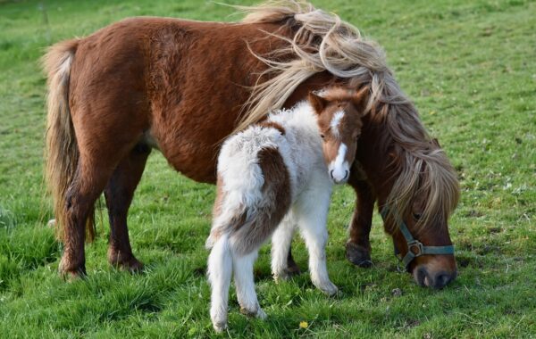 découvrez le coût d'achat d'un poney, incluant les prix moyens, les facteurs influençant le prix et des conseils pour bien investir dans votre nouveau compagnon.