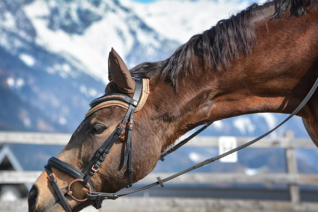 découvrez notre selle pour poney, conçue pour offrir confort et sécurité à votre cheval. parfaite pour les cavaliers débutants et confirmés.