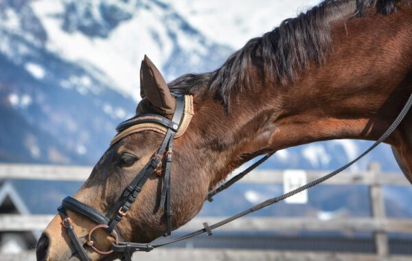 découvrez notre selle pour poney, conçue pour offrir confort et sécurité à votre cheval. parfaite pour les cavaliers débutants et confirmés.