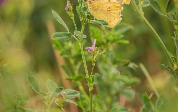 découvrez l'alfalfa, une plante riche en nutriments, idéale pour l'alimentation animale et la santé. apprenez ses bienfaits, ses utilisations et comment la cultiver facilement.