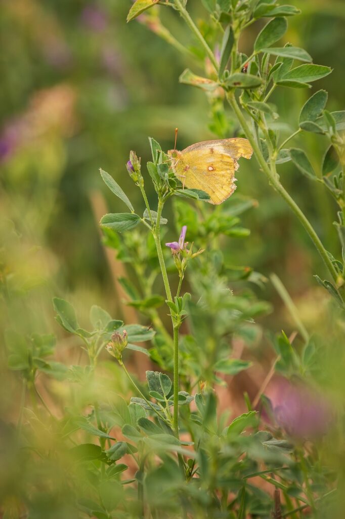 découvrez l'alfalfa, une plante riche en nutriments, idéale pour l'alimentation animale et la santé. apprenez ses bienfaits, ses utilisations et comment la cultiver facilement.