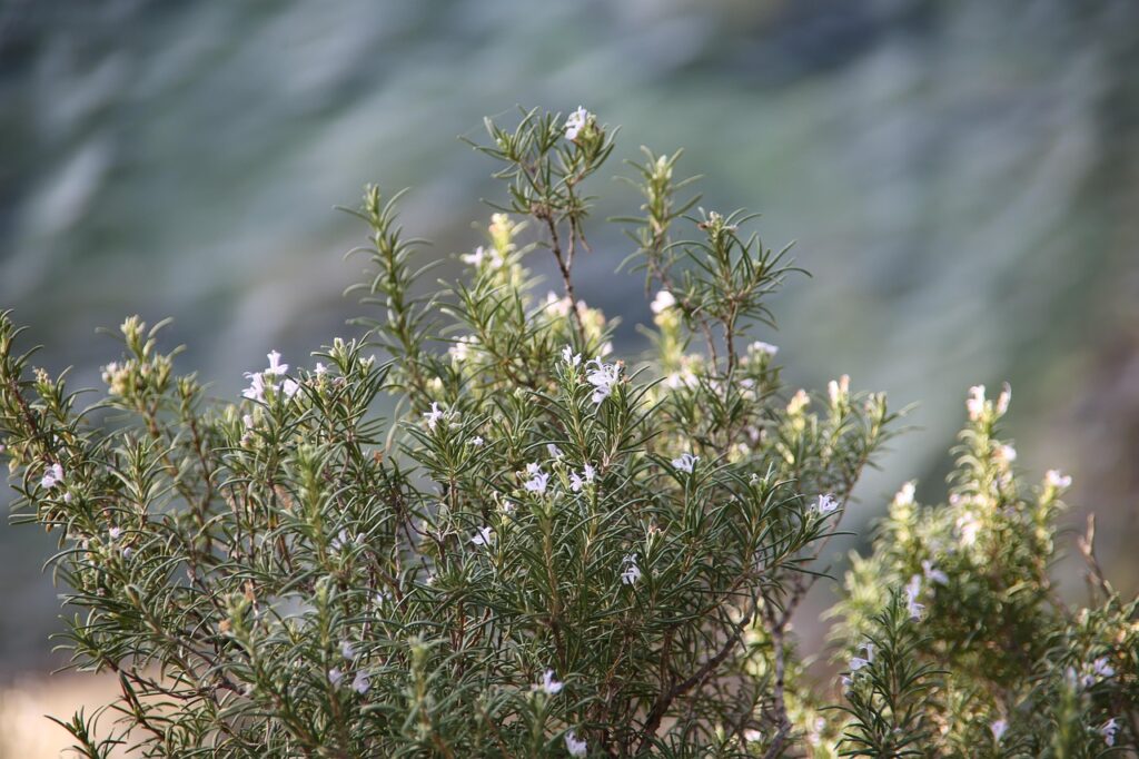découvrez les bienfaits de la phytothérapie équine, une approche naturelle pour améliorer la santé et le bien-être des chevaux grâce aux plantes.