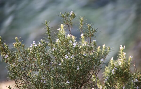 découvrez les bienfaits de la phytothérapie équine, une approche naturelle pour améliorer la santé et le bien-être des chevaux grâce aux plantes.
