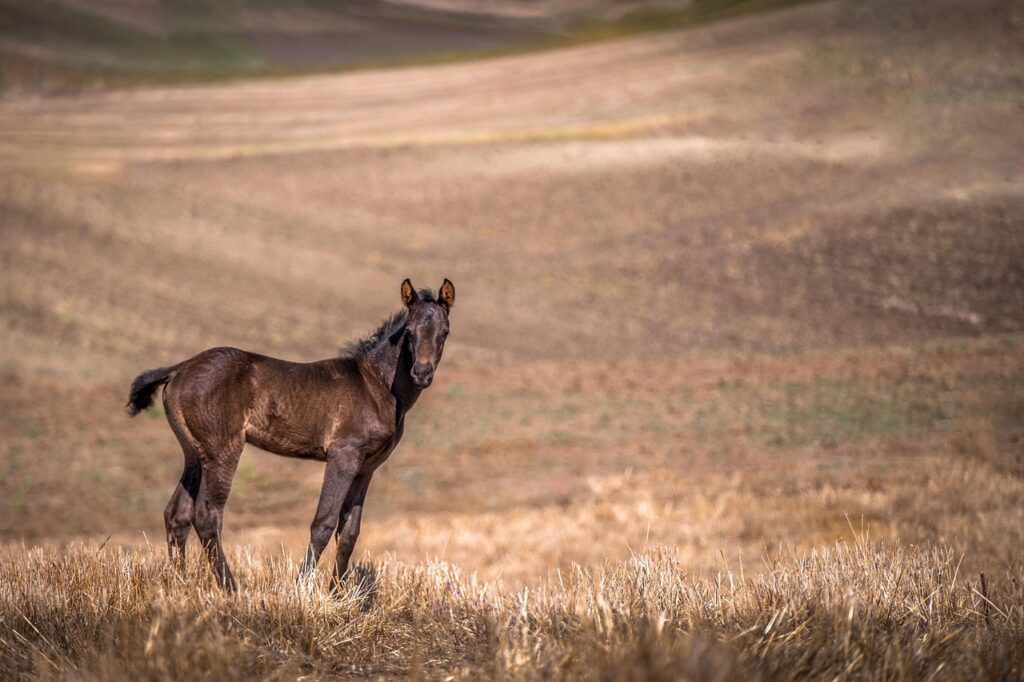 découvrez les bienfaits du fenugrec pour les chevaux : amélioration de la digestion, renforcement du système immunitaire et soutien général de la santé équine.