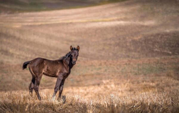 découvrez les bienfaits du fenugrec pour les chevaux : amélioration de la digestion, renforcement du système immunitaire et soutien général de la santé équine.